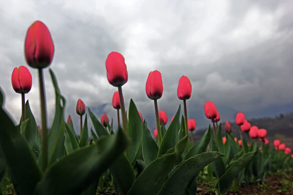 Tulips. (Faisal Khan/Anadolu Agency/Getty Images)
