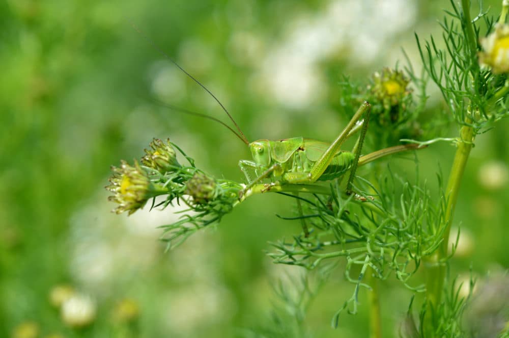 A grasshopper sits on a branch of a chamomile. (Kerstin Joensson/AP)
