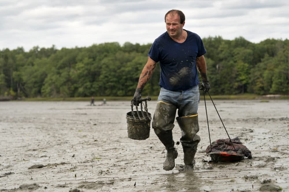 In this Sept. 3, 2020 file photo, clamdigger Mike Soule hauls bags of clams on a sled across a mudflat in Freeport, Maine. (Robert F. Bukaty / AP)