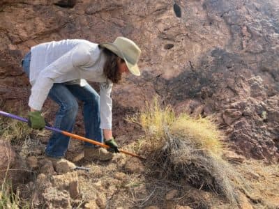 Kim Franklin from the Arizona Sonoran Desert Museum digs up a tuft of invasive bufflegrass in Saguaro National Park. (Peter O'Dowd/Here & Now)