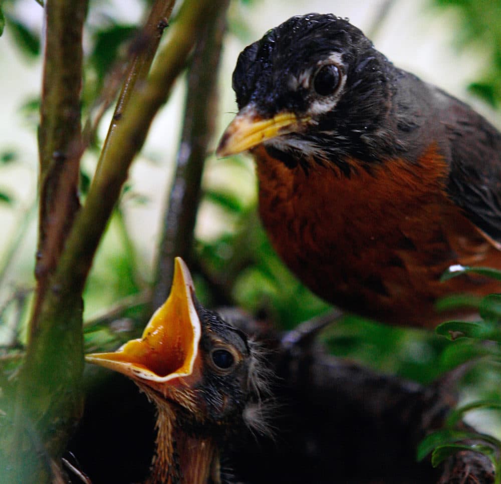 An American Robin watches over one its babies in its nest. (Ron Edmonds/AP)