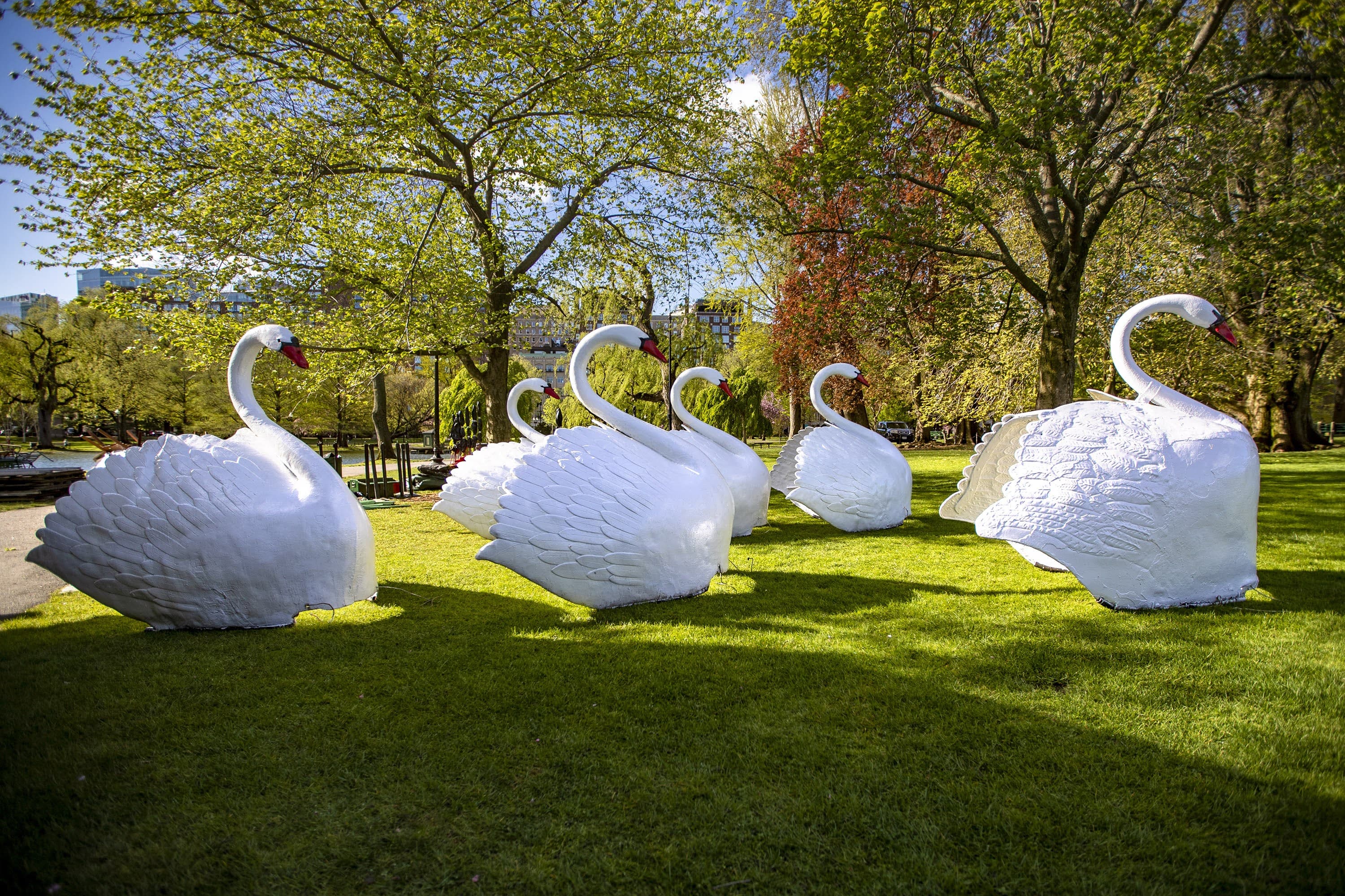 The Return Of Boston's Swan Boats A Sight In The Public Garden