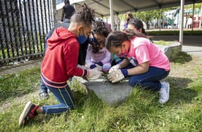 Students in Crystal Alcala's second grade look at what they've dug up in the garden at the Greenwood School in Dorchester. (Robin Lubbock/WBUR)