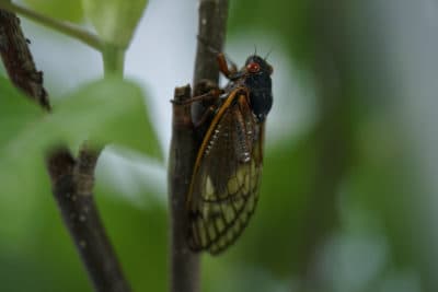 An adult cicada spotted in Washington, D.C., on May 6, 2021. Trillions of cicadas are about to emerge from 15 states. (Carolyn Kaster/AP)