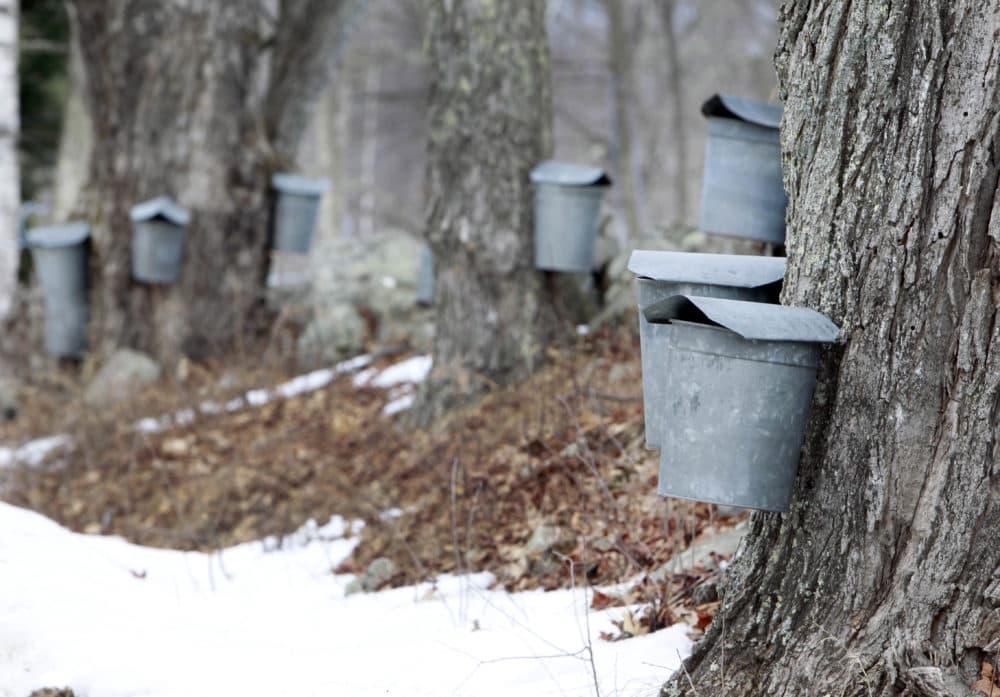 Sap buckets hang from maple trees in Loudon, New Hampshire in 2014. Researchers are studying new ways to make syrup from trees like beeches, birches and sycamores to diversify the industry. (Jim Cole/AP)