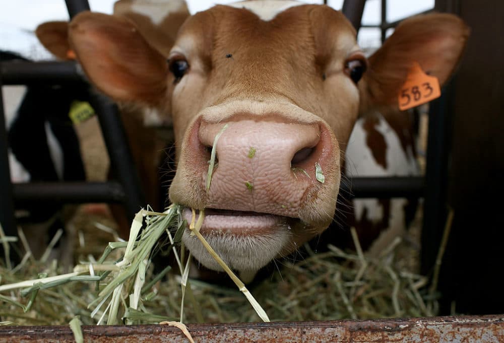 A cow eats hay at a farm on June 2, 2009 in Escalon, California.   (Justin Sullivan/Getty Images)