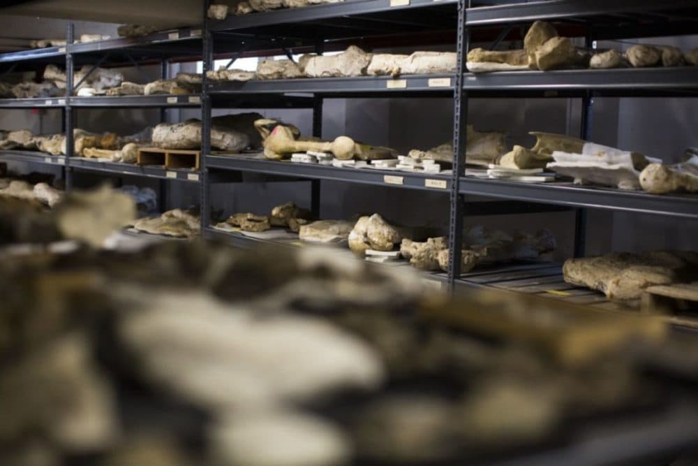 The Texas Vertebrate Paleontology Collection. (Gabriel C. Pérez/KUT)
