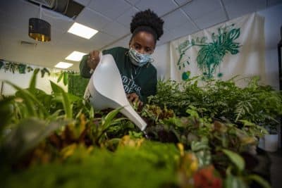 Quontay Turner watering plants at the Emerald City Plant Shop in Norwood. (Jesse Costa/WBUR)