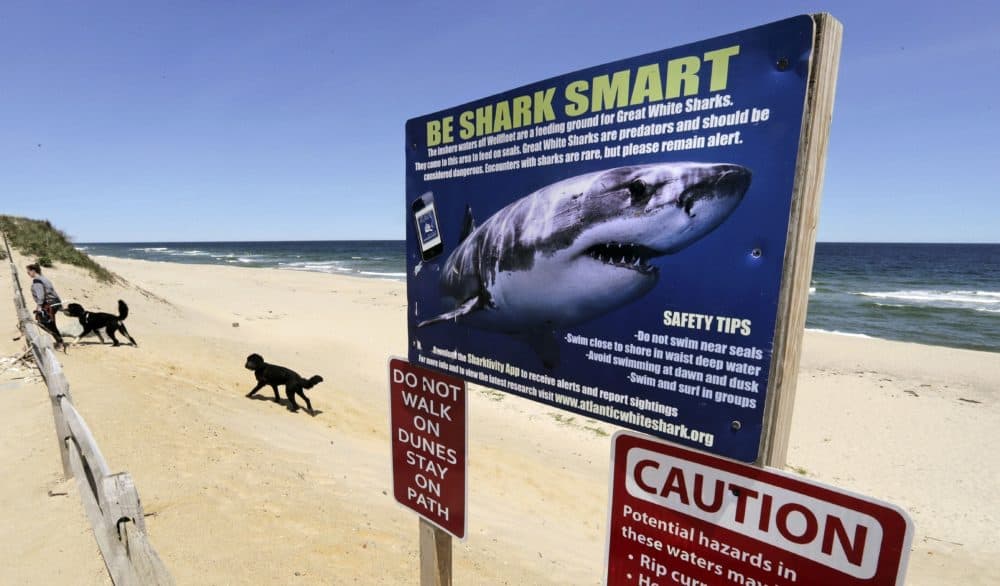 A woman walks with her dogs at Newcomb Hollow Beach in Wellfleet, Mass., where a boogie boarder was bitten by a shark in 2018 and later died of his injuries. Maine state coastal parks are going to adopt a flag system used in Massachusetts to warn beachgoers of the presence of sharks. (Charles Krupa/AP)