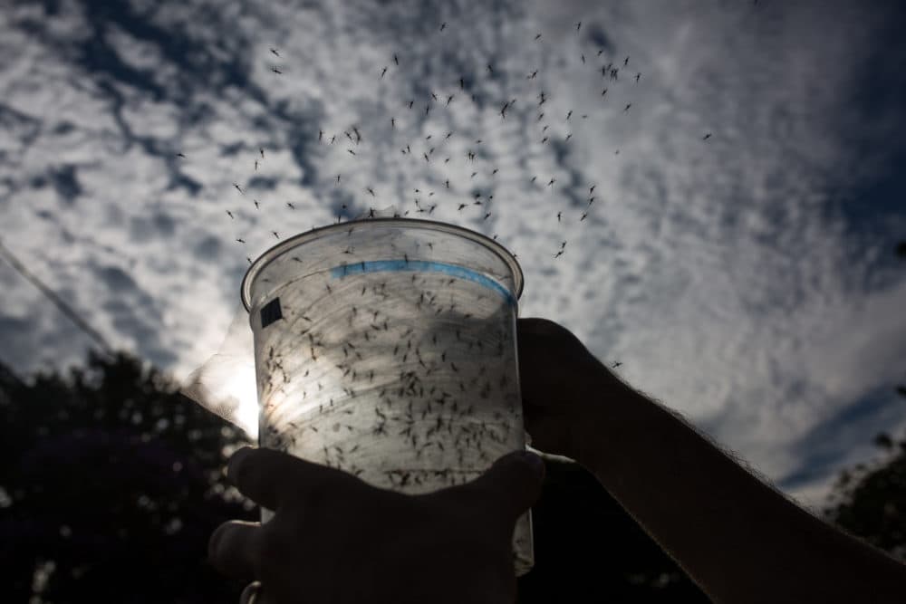 A Biologist releases genetically modified mosquitoes in Brazil. (Victor Moriyama/Getty Images)