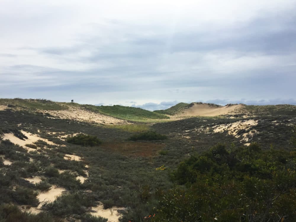 The sandplain grasslands, a coastal habitat, should be one of Massachusetts' top conservation priorities, according to a new report. (Courtesy of Native Plant Trust)
