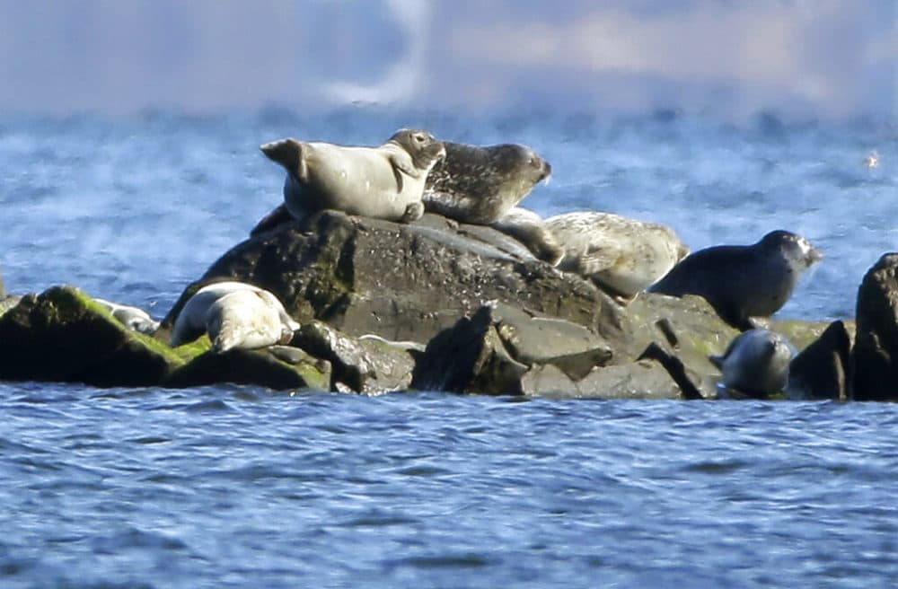 In this March 3, 2016 photo seals rest on rocks in Narragansett Bay off the coast of North Kingstown, R.I. Rhode Island as recently upped the rates of parking fees for Misquamicut State Beach. (Steven Senne/AP)