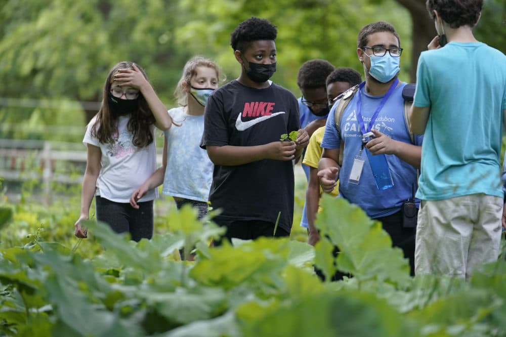 Students Lyla Mendoza, left, Nesha Moskowitz, second from left, Giovanni Pierre, center, and camp educator Adrian Oller, center right, examine wild sorrel during a hike at Mass Audubon's Boston Nature Center and Wildlife Sanctuary, in Mattapan on Wednesday, June 23, 2021. Audubon Society chapters are grappling with how to address their namesake's legacy as the nation continues to reckon with its racist past. John James Audubon was a celebrated 19th century naturalist but also a slaveholder publicly opposed to abolition. (Steven Senne/AP)