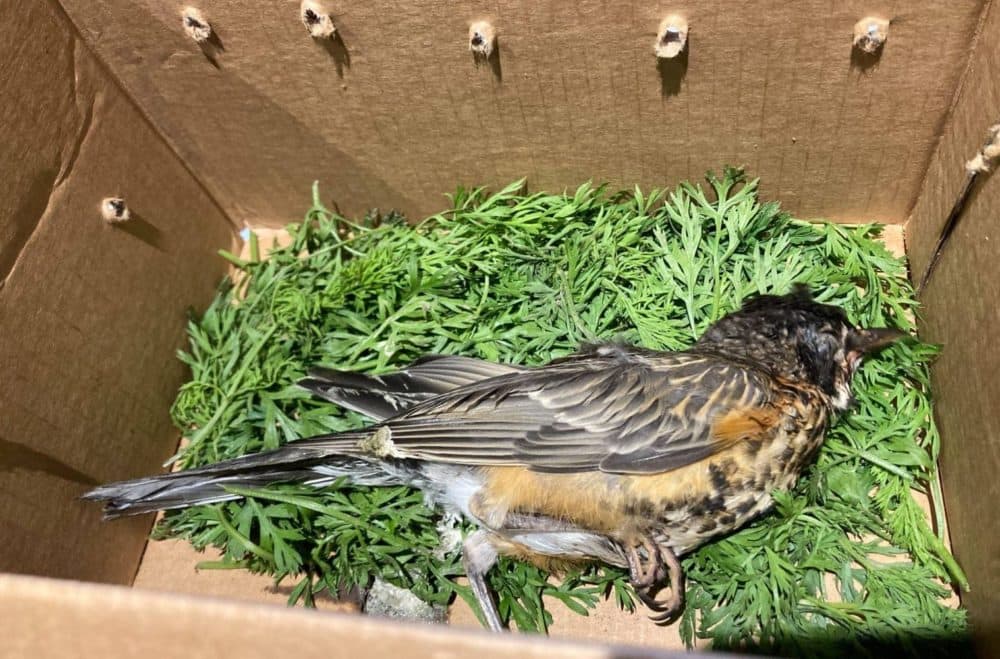 This fledgling American Robin had crusty eyes, twitched his head and was unable to stand. (Courtesy of Tamarack Wildlife Center)