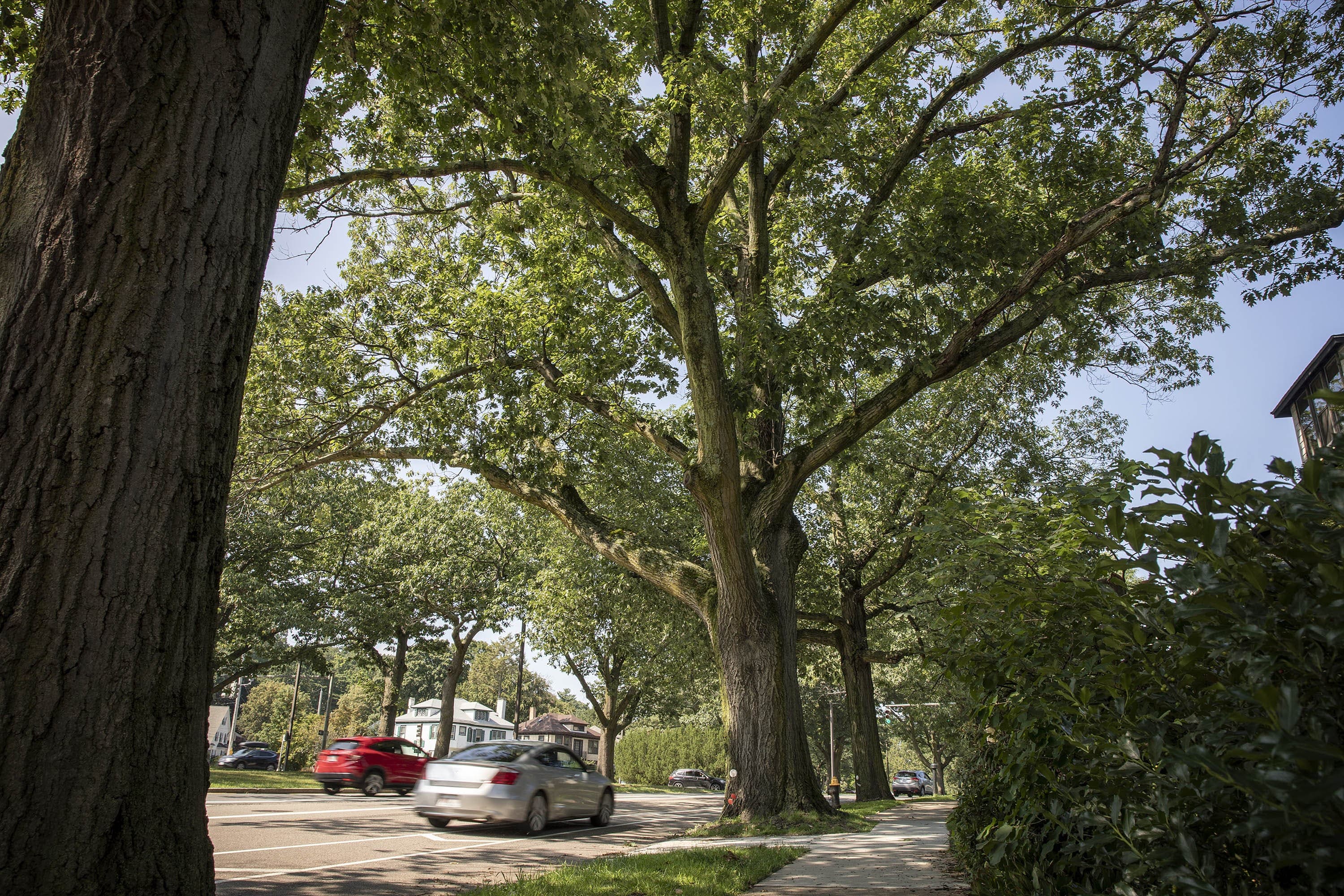 A large oak in Jamaica Plain. (Robin Lubbock/WBUR)