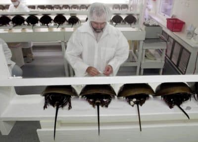 In this Aug. 1, 2000 file photo, technician Tom Bentz prepares a group of horseshoe crabs for bleeding at a lab in Chincoteague Island, Va. (Steve Helber/AP)