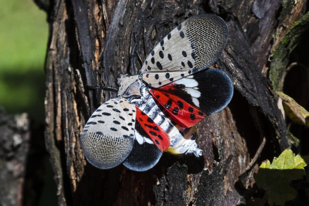 A spotted lanternfly at a vineyard in Kutztown, Pa. in 2019. (Matt Rourke/AP File)
