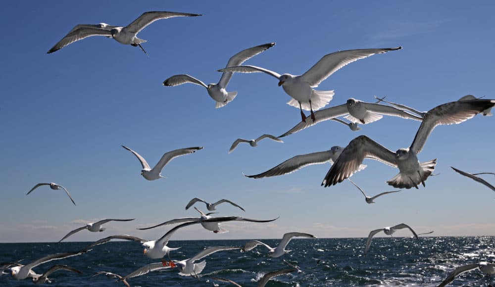 Sea gulls in flight flock together, looking for a handout from a fishing boat off Stellwagen Bank off the coast of Gloucester in 2017. (David L. Ryan/The Boston Globe via Getty Images)