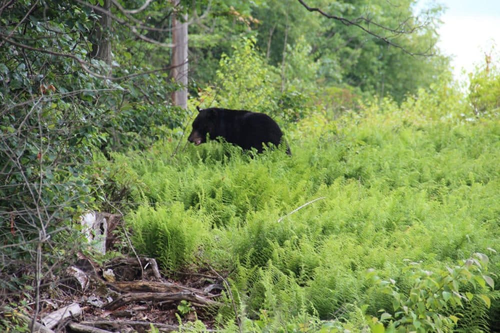 A black bear recovers from the tranquilizer and ambles into the woods. (Reid R. Frazier/The Allegheny Front)