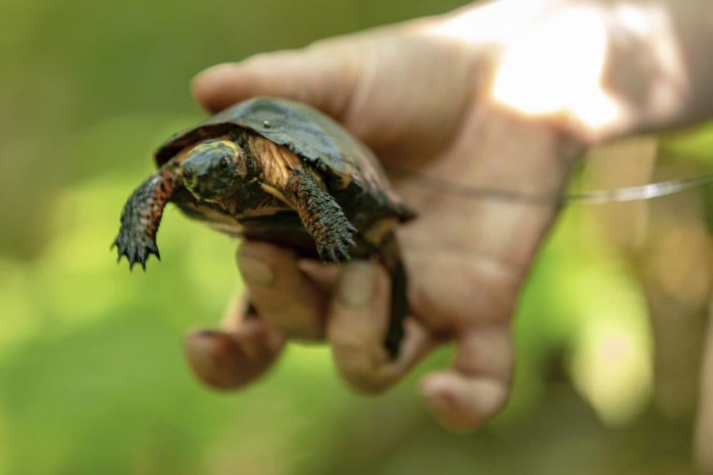Angela Sirois-Pitel, stewardship manager for The Nature Conservancy, holds a tagged female bog turtle she pulled out from beneath a hummock in a wetland area in the Berkshires. (Jesse Costa/WBUR)