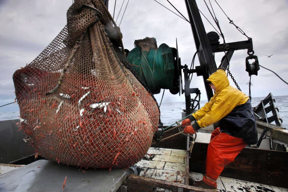 n this Jan. 6, 2012 photo, James Rich maneuvers a bulging net full of northern shrimp caught in the Gulf of Maine. Regulators are closing the Gulf of Maine winter shrimp season for another three years after receiving a dismal report on the depleted fishery. (Robert F. Bukaty/AP File)