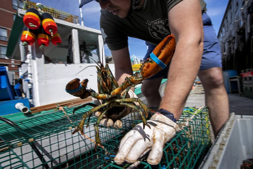 Eric Pray unpacks a lobster on a wharf in Portland, Maine. (Robert F. Bukaty/AP File)