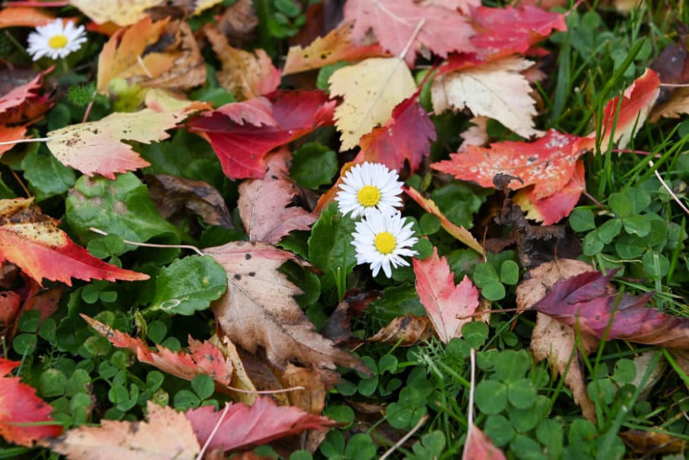Daisies grow among autumn-colored foliage lying on a lawn in the Gardens of the World. Jens Kalaene/picture alliance via Getty Images)