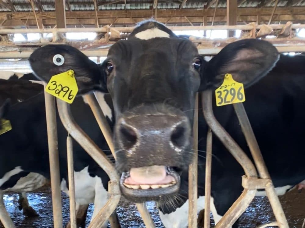 A cow at Reinford Farms. (Brett Reinford)