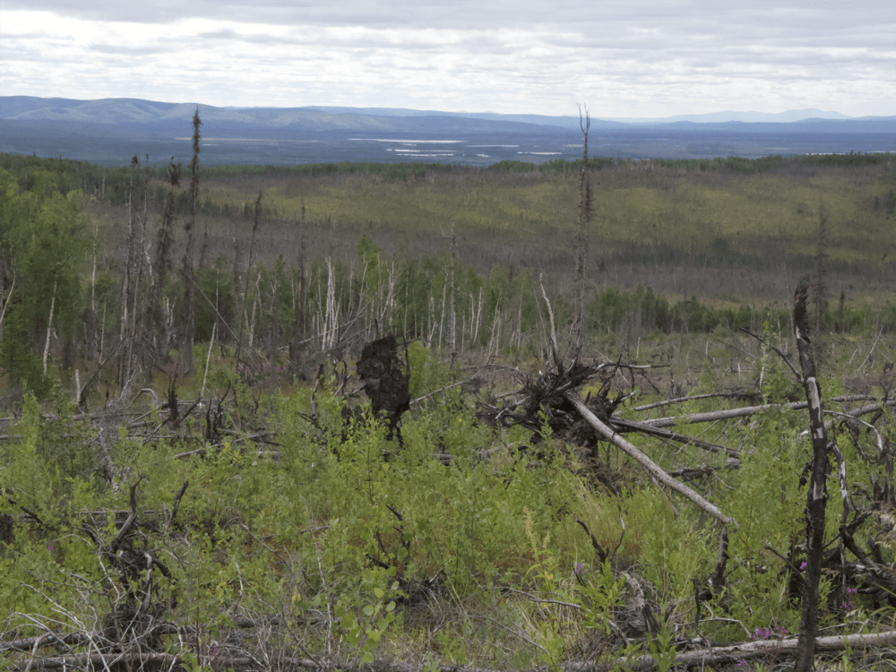 The site of the site of Three Mile Creek fire that occurred in 2015 in central Alaska. (Dan Grossman)