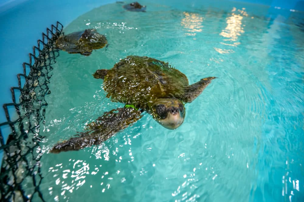 A rescued sea turtle at the New England Aquarium’s Sea Turtle Hospital in Quincy. (Courtesy New England Aquarium)