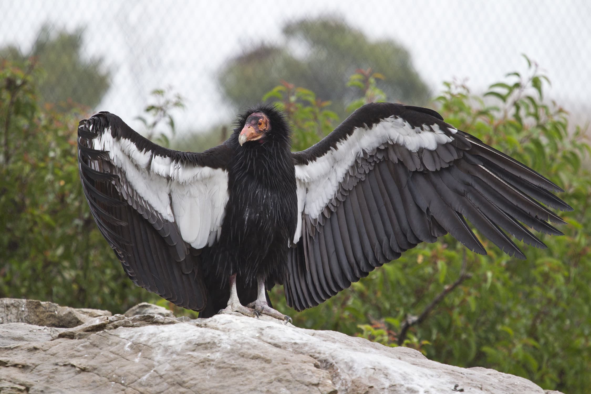 During a routine analysis of biological samples from two California condors in the San Diego Zoo Wildlife Alliance’s managed breeding program, scientists confirmed that each condor chick was genetically related to the respective female condor that laid the egg from which it hatched. However, they found that neither bird was genetically related to a male. (San Diego Zoo Wildlife Alliance)