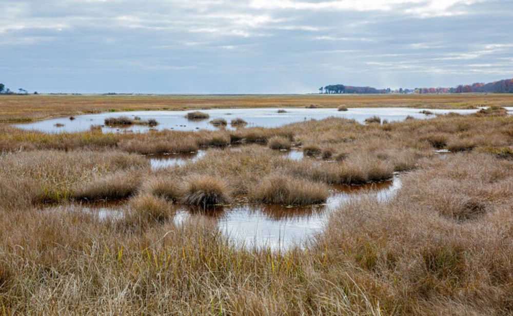 The salt water marsh at the Rachel Carson Wildlife Refuge in Wells, Maine is showing signs of climate-related stress. (Rebecca Conley/Maine Public)