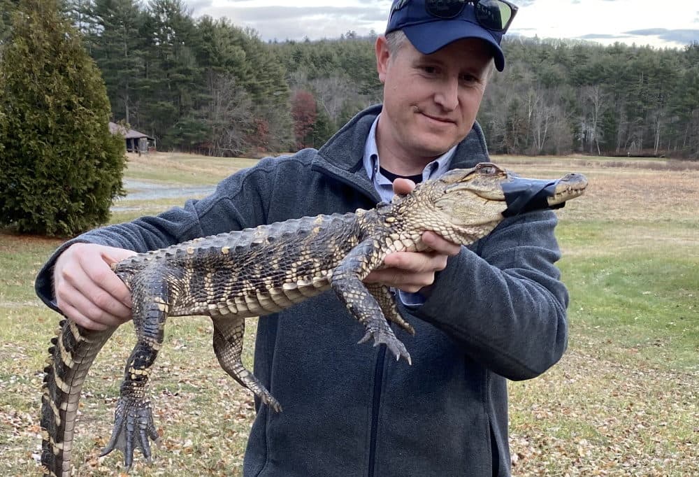 Joe Rogers, MassWildlife's Connecticut Valley District supervisor, holds an alligator captured Tuesday in the Westfield River by a &quot;persistent kayaker.&quot; The duct tape on the gator's muzzle is to prevent bites while it is handled by people. (Courtesy MassWildlife]