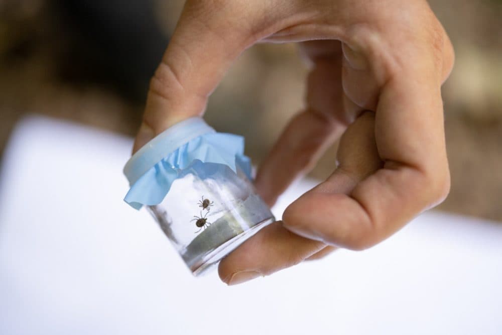 Researchers at Washington University are testing ticks from Tyson Research Center in Eureka, Missouri, like those shown here, for known tick-borne viruses and possible new variations. (David Kovaluk/St. Louis Public Radio 