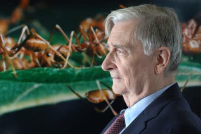 Dr. E.O. Wilson, former Harvard biologist and Pulitzer Prize-winner, photographed in his office at Harvard University in Cambridge, Mass., Sept. 11, 2006, in front of a photograph of weaver ants taken for the Harvard Museum of Natural History by his former student Mark Moffett. Wilson died last month. (Josh Reynolds/AP)