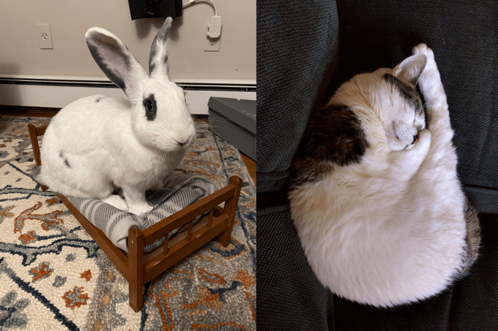 Amory's bunny, Julep, and Ben's cat, Bernadette (left to right).