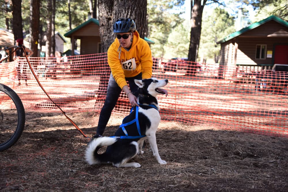 An owner and their dog wait at the starting line during a race at Arizona Nordic Village in November 2021. (Ron Dungan/KJZZ)