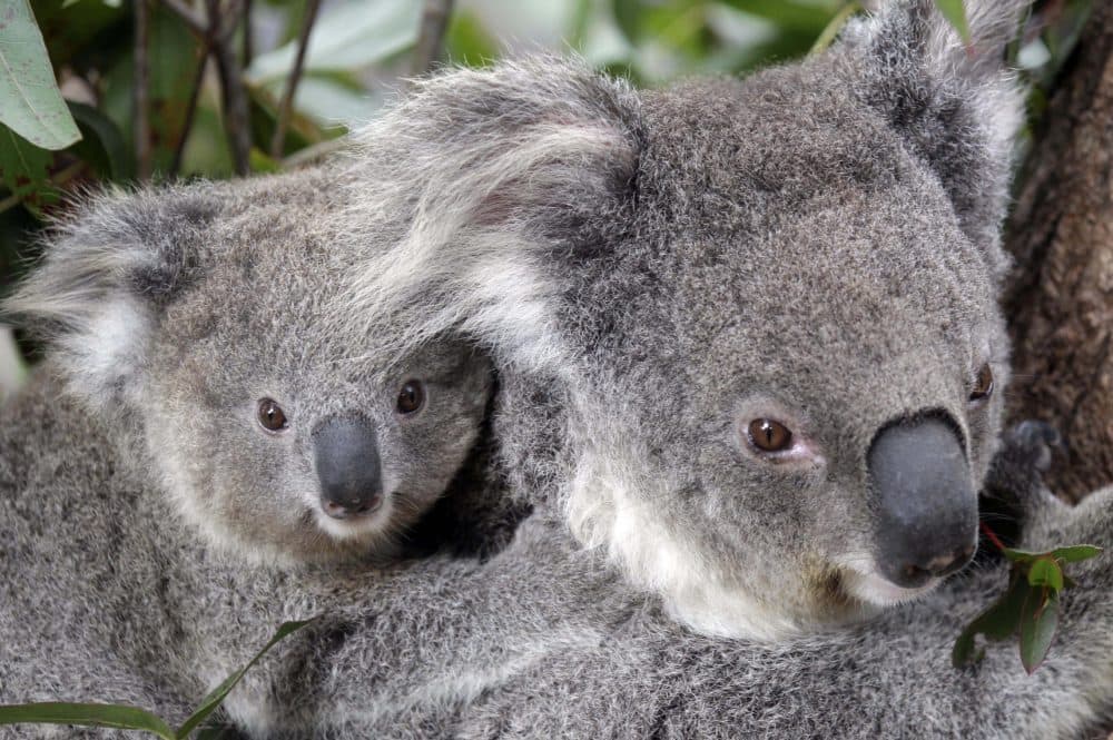 Maggie the female koala climbs a tree with her joey at Taronga Zoo in Sydney, Australia, on Sept. 1, 2011. (Rob Griffith/AP/File)