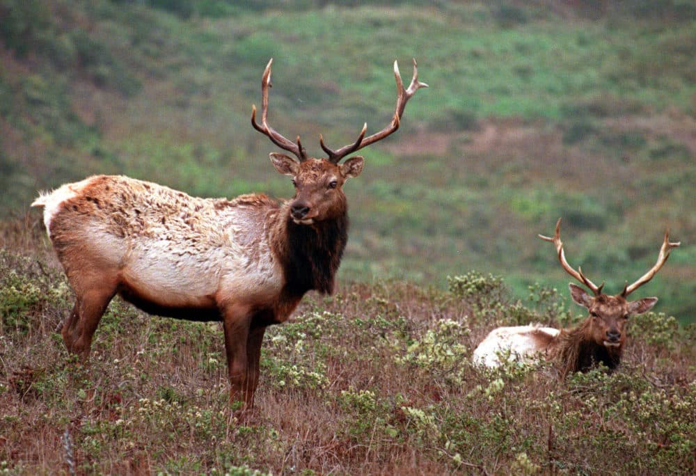 This Oct. 27, 1999 file photo shows a pair of male tule elk on Tomales Point in Point Reyes National Seashore, Calif. (AP Photo/Eric Risberg, File)