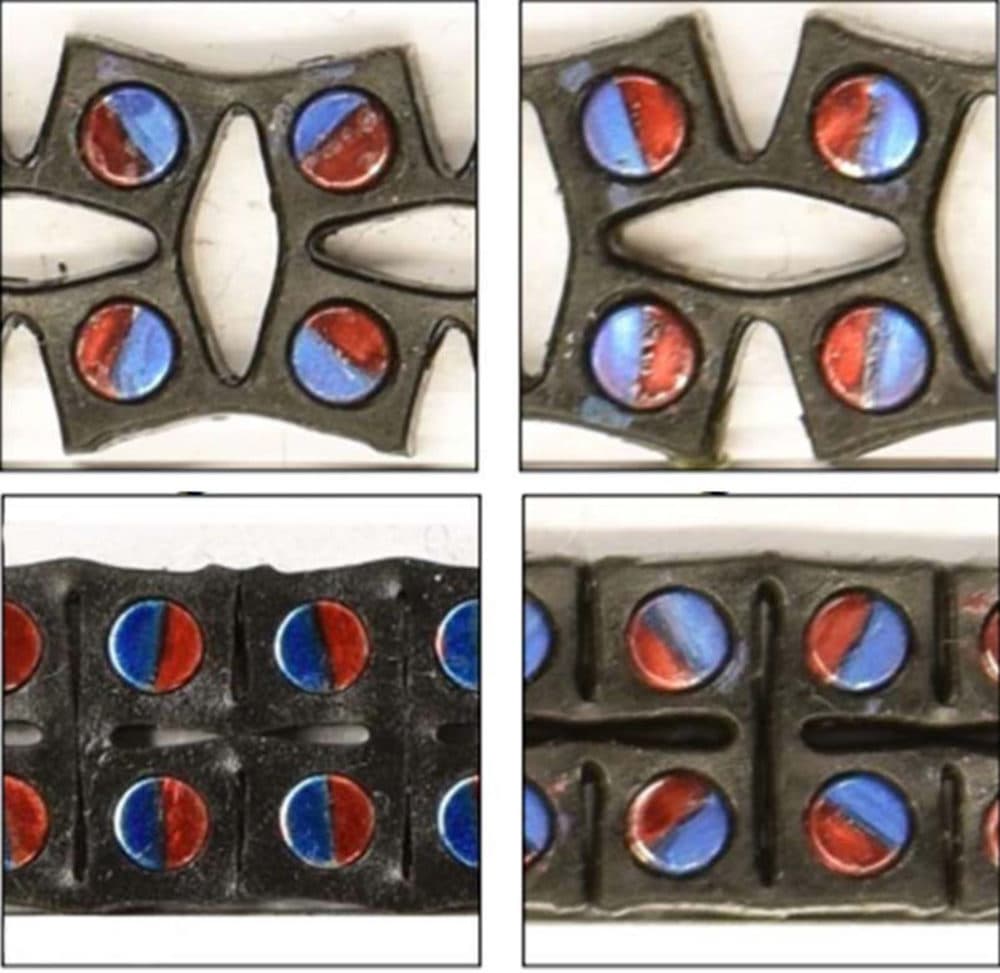 The elastic material with embedded magnets whose poles are color-coded red and blue. Orienting the magnets in different directions changes the metamaterial’s response. (Courtesy UMass Amherst)