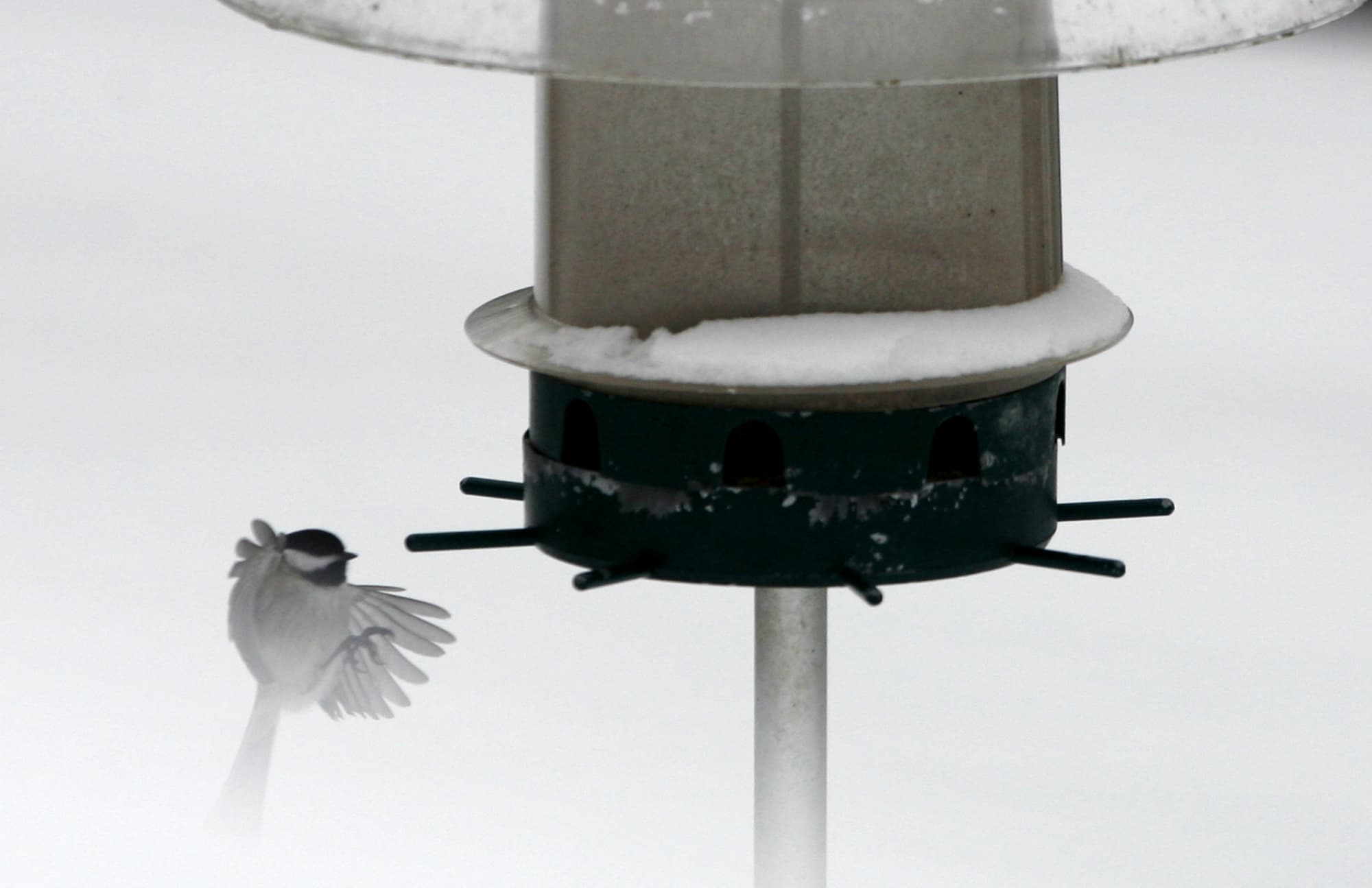 A black-capped chickadee flies up from a snowy field as it comes in for a landing on a feeder in West Bath, Maine in March of 2009. (Pat Wellenbach/AP)