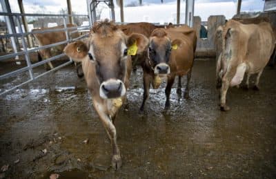 Inquisitive cows at Burley-Demeritt Organic Dairy Research Farm. (Robin Lubbock/WBUR)