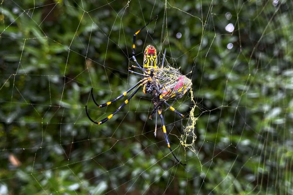 The joro spider, a large spider native to East Asia, is seen in Johns Creek, Ga. The spider spun its thick, golden web on power lines, porches and vegetable patches all over north Georgia last year – a proliferation that has driven some unnerved homeowners indoors and prompted a flood of anxious social media posts. (Alex Sanz/AP)