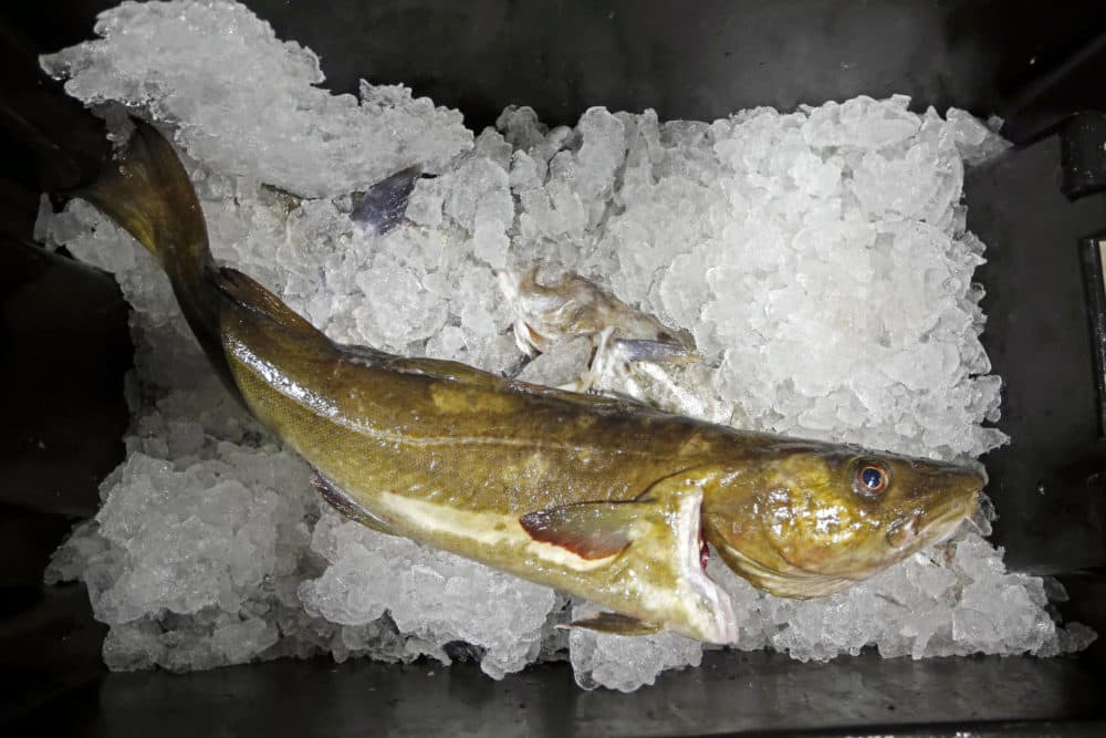 In this Oct. 29, 2015, file photo, a cod to be auctioned sits on ice at the Portland Fish Exchange, in Portland, Maine. (Robert F. Bukaty/AP)
