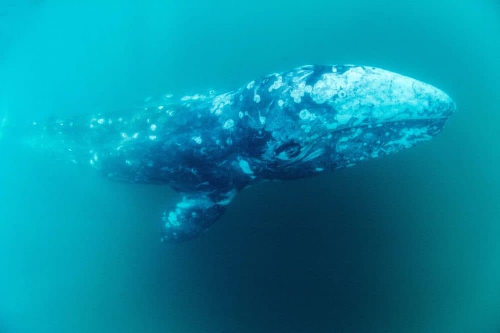 A photograph taken on May 4, 2021 shows a young grey whale, called Wally, swimming in the Mediterranean sea, off the coast of Sete, southern France. (RENAUD DUPUY DE LA GRANDRIVE/AFP via Getty Images)