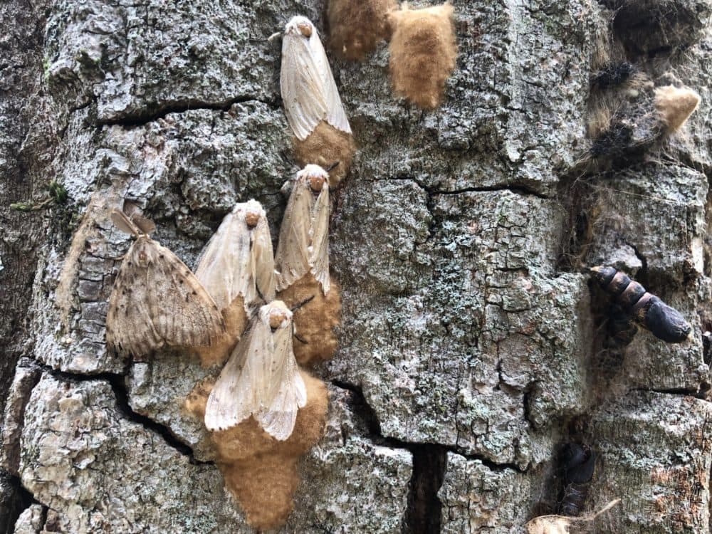 Female spongy moths lay spongy egg masses that overwinter and hatch as tiny tree-defoliating caterpillars in the springtime. (Jane Lindholm/VPR)