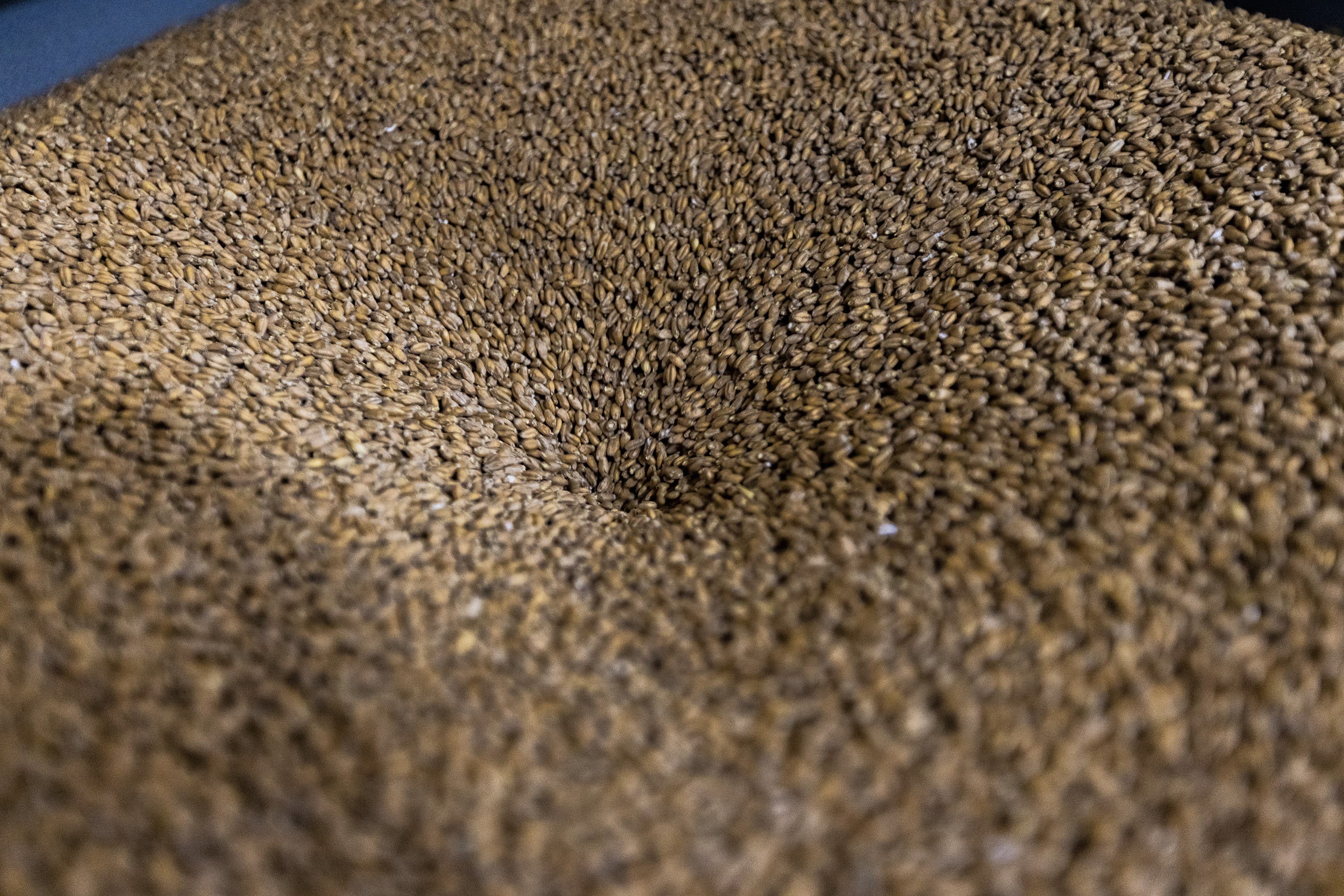 A batch of Wart Hog Wheat from Oechsner Farm in New York and milled by Valley Grain Milling in Hadley, being milled at Exhibit 'A' Brewing Company. (Jesse Costa/WBUR)