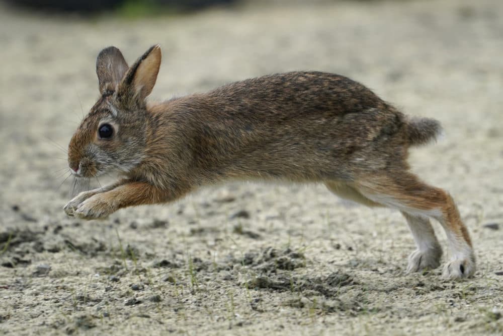 A New England cottontail rabbit hops at the Wells National Estuarine Research Reserve in 2021, in Wells, Maine. (Robert F. Bukaty/AP)