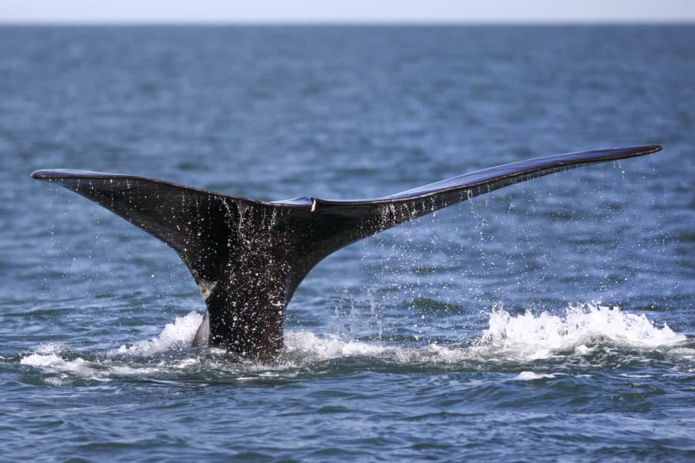 A North Atlantic right whale appears at the surface on March 28, 2018, off the coast of Plymouth, Mass. (Michael Dwyer/AP)