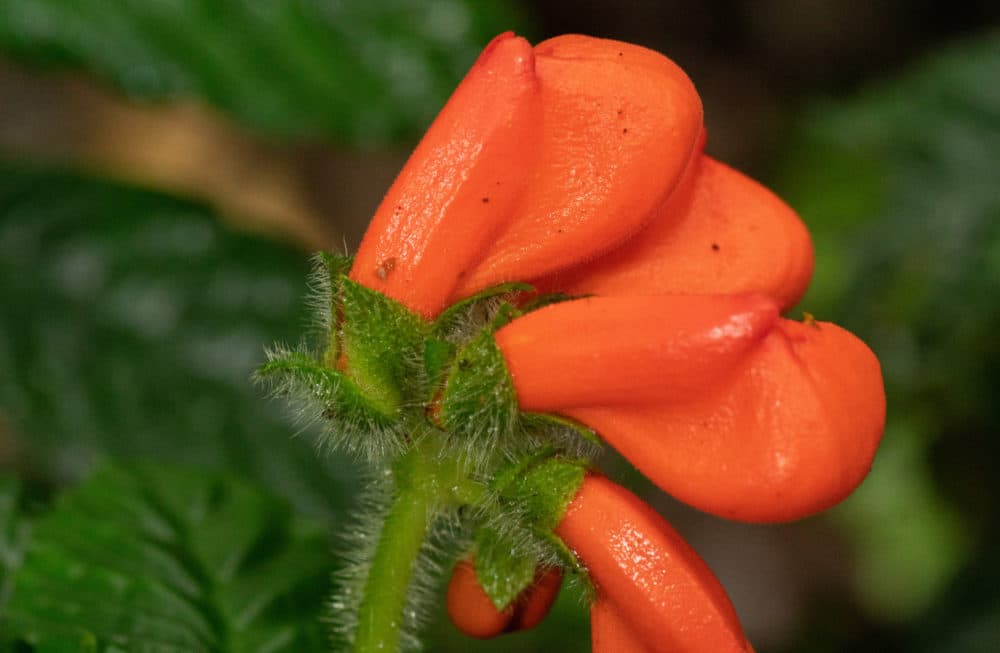 The bright orange flowers of the Ecuadorian cloud forest herb Gasteranthus extinctus, long believed to have gone extinct, light up the forest understory as if begging to be seen. (Riley Fortier)